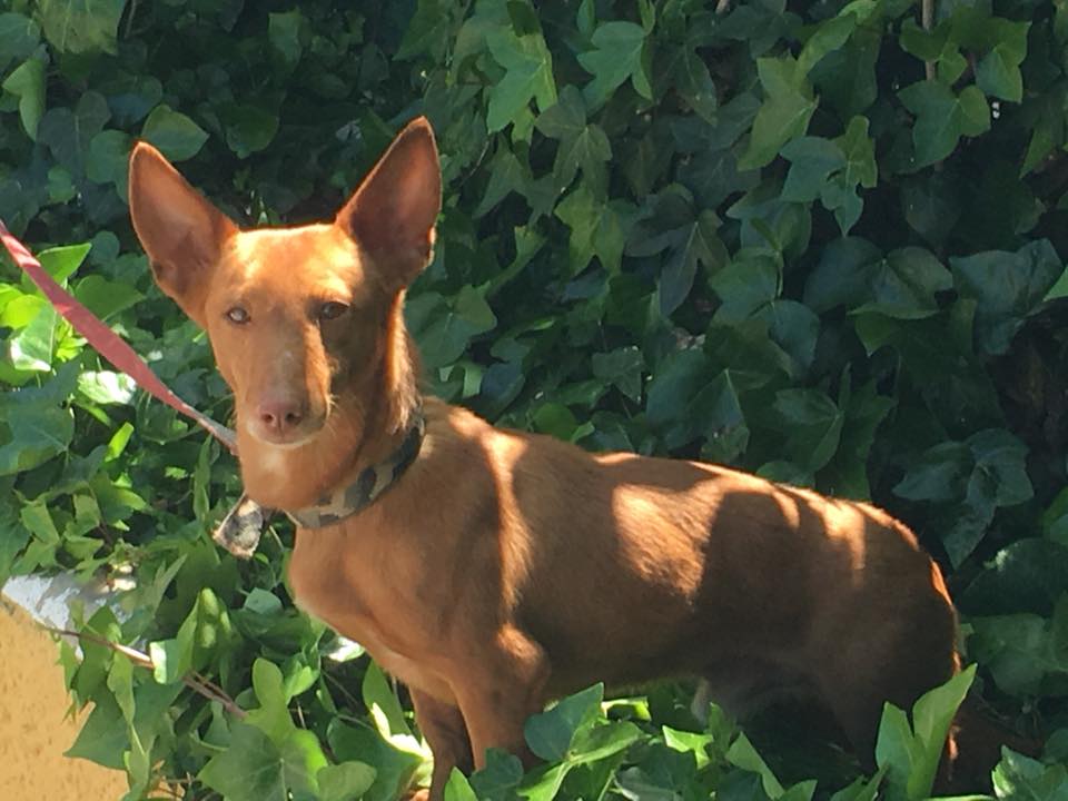 Cuando la genética transmite en los manetos 03