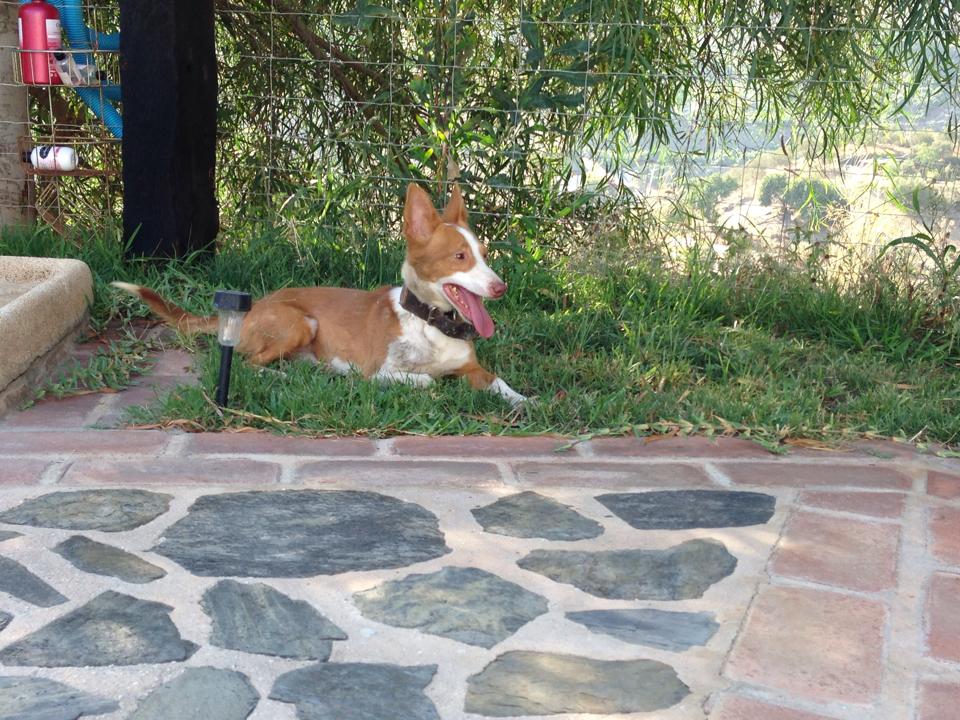 el Maneto es el pequeño gran perro de la cinofilia Española 03